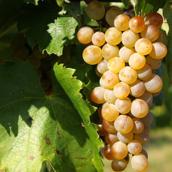 Furmint